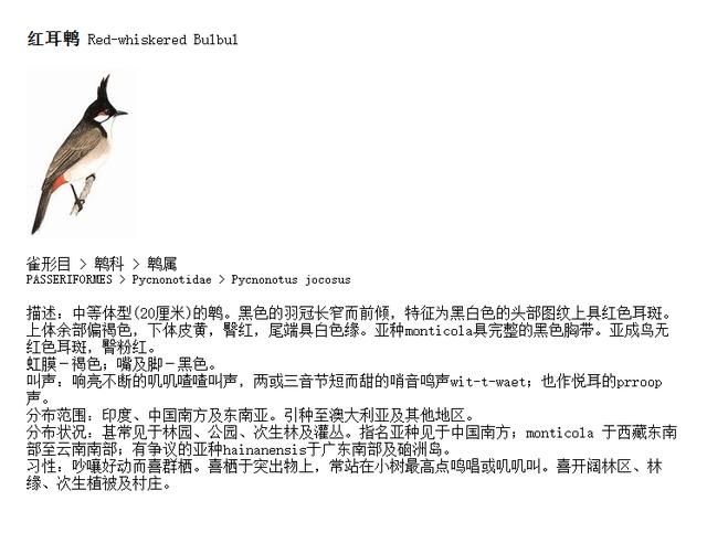  #红耳鹎#苦熬十多年悄悄报上“户口”，戴礼帽涂腮红的它留在了上海