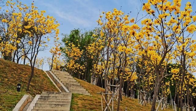  #隐藏#广东鹤山市这里：春暖花开时，隐藏闹市无人识，满眼尽是一片黄！