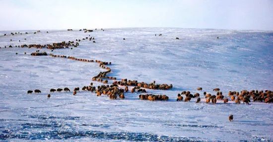 冬天没看过雪，就等于白过了！