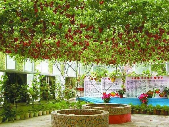 巨型番茄树, 单株番茄树可产番茄32000个