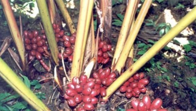 南方竹林里，有1种“草果”奇特，果子在地面，见到请爱惜