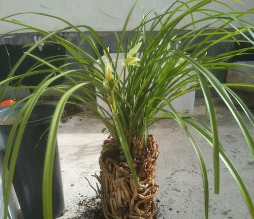  『把握』新手养兰花，把握几个关键点，兰花不黄叶烂根易出水晶头