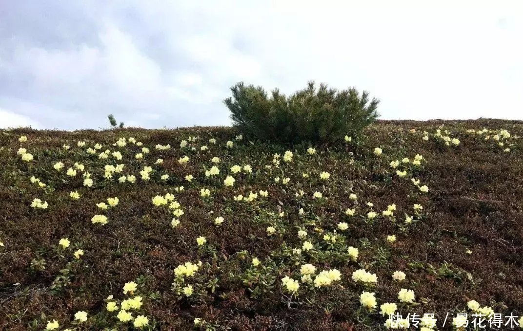  杜鹃@国家Ⅱ级珍稀濒危物种|东北地区特有的牛皮杜鹃