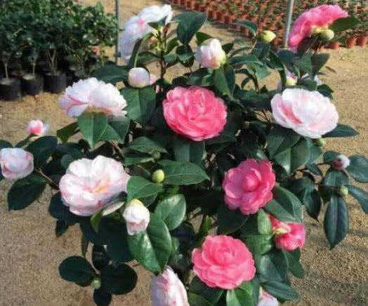  『花色』养茶花，1个小诀窍，花朵大、花色艳，年年开出好多花