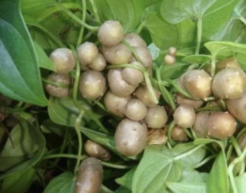  『植物』它被称为“山药豆”，1斤卖到“4元”，儿时会去山上摘，美味！