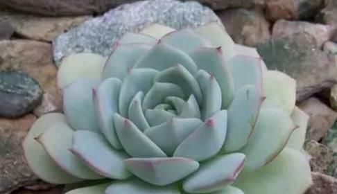  『静夜』这20种美丽的多肉，竟都是静夜的后代！静夜还真是个多情种呢！