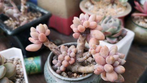  快速■多肉长徒不要急，学会“2个”小窍门，快速让它变老桩，变群生！