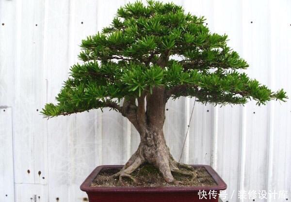 轻松■捡回“2种”小种子,扔花盆里,30天长出盆栽,轻松养出名贵绿植