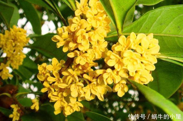  「喜欢」3种花适合家养，开花量大味道香，驱蚊赶虫很实用，谁养谁喜欢