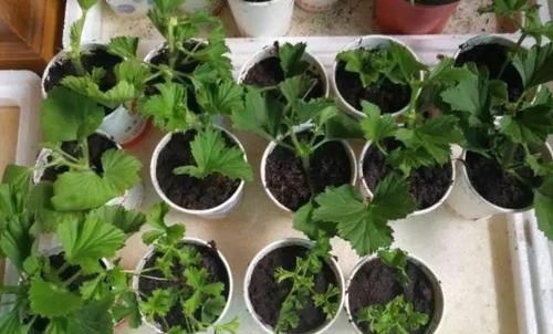  「省钱」这“3种”植物，剪根枝条“插”土里，15天就生根，省钱又省心！