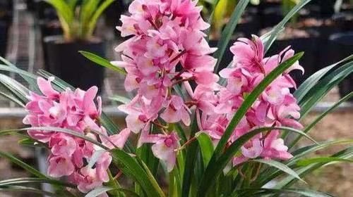  『还要』花香莫过于此花，比香水还要香，花色粉红可爱，一杆多花婀娜多姿