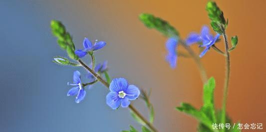 适合■温柔体贴,勤俭持家,婚后适合在家里相夫教子的四大星座女