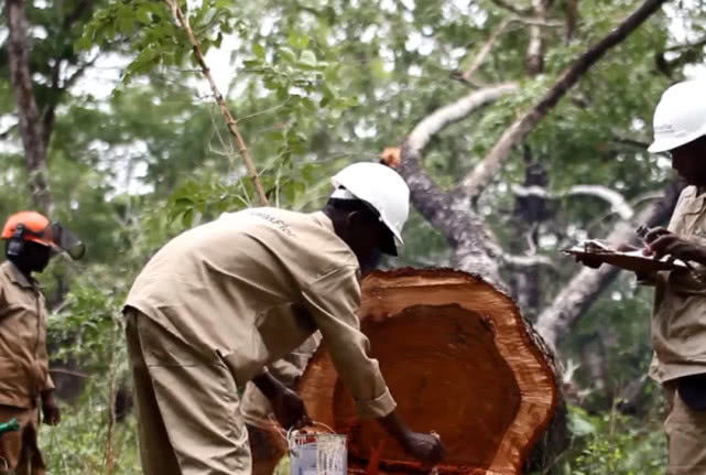 农村一种难得一见的树木，被人当成柴火烧了，殊不知比紫檀珍贵