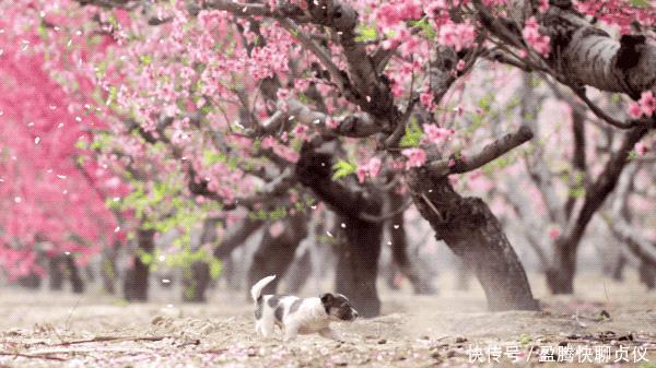 这部纪录片央视发力了,每一帧都可以当壁纸,BBC也无法超越