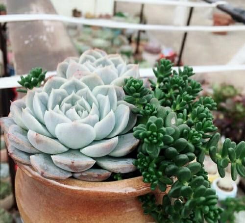  【高温的夏季】多肉总是徒长丑爆成大白菜？多半是犯了3个错误，养成老桩也不错