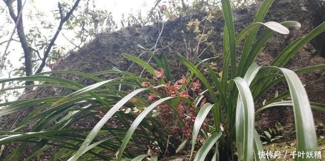 「花芽分化」兰花最怕“什么肥”,牢记3要点,受益无穷