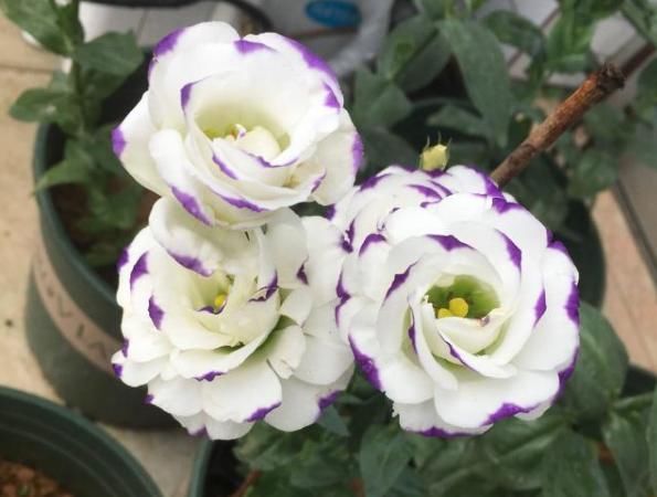  家里■比香水还好闻的几种花，花美还提神，家里养1盆，异味全吸没