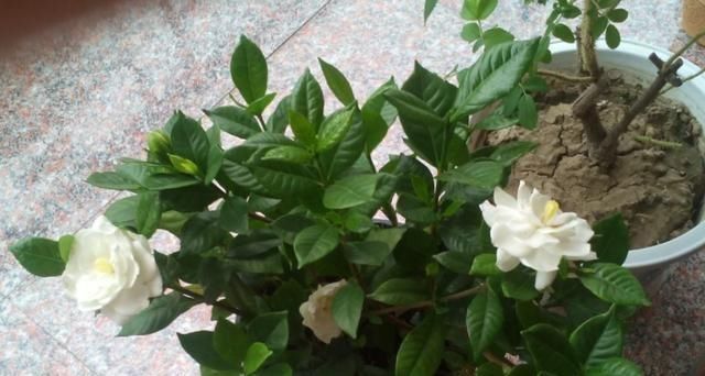  黄叶：栀子花黄叶、掉蕾，开花数量变少，学会这几招，繁花似锦没问题