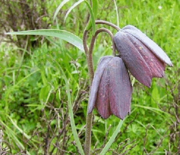  [人称]山坡一野草，晒干了192元一两，人称“贝母”，遇见别忽视