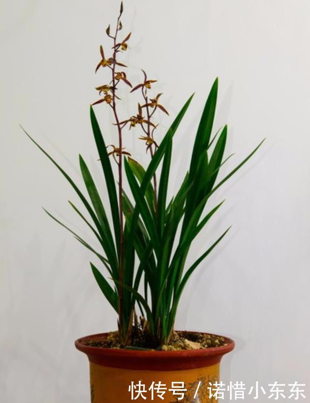 想要养好兰花第一步，先了解兰花花芽出来的时间，对症施肥开花多