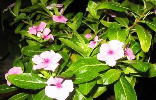  养花■五月养花选这种,插个枝就能活,花期超长,花色美丽,室内也能种
