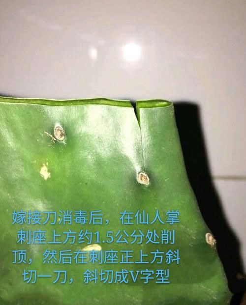  [层层]仙人掌嫁接令箭荷花很简单，掌握嫁接存活4秘笈，开花层层成花树