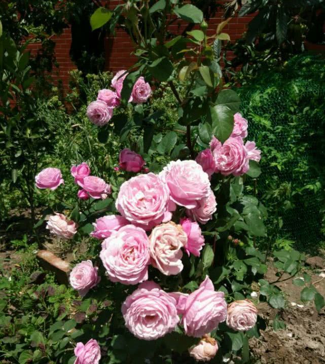  「开花」此植物号称“开花机器”，花香“沁人心脾”，颜值“爆表”又好养活！