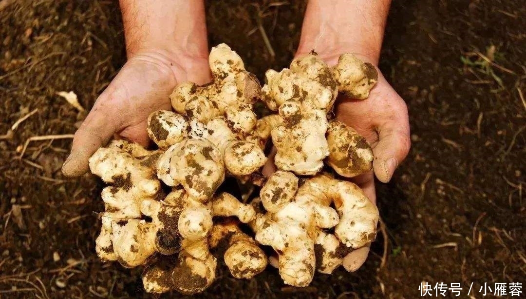  蔬菜■扔土里就能活，种一棵长一片，常遭农民嫌弃，却在国外成