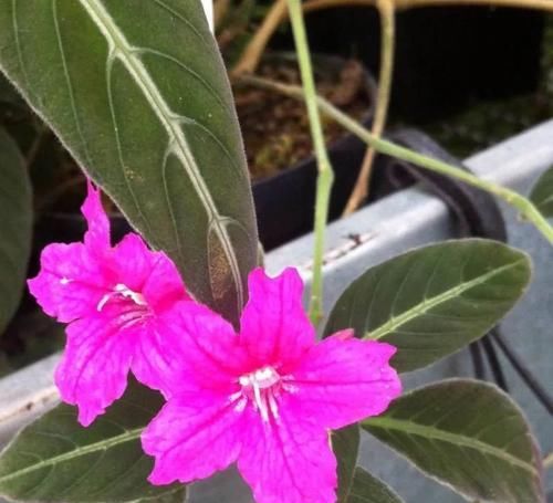  「适合」小花像喇叭一般的马可芦莉，叶脉呈银白色，适合养阴凉处的盆栽