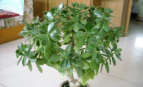  「燕子掌」家里养5种花，心情愉悦，天再热也不怕，一不小心就爆盆