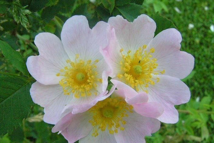  【养花常识】缫丝花， 根皮、茎皮含鞣质，提制 栲胶。