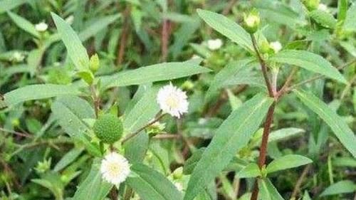  良药■农村田间一种野草，农村人见到就除，殊不知是止血的良药，别错过