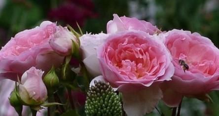  『花型』新手养花，不如养盆花中精品“浪漫索菲亚”，花型丰满，色泽柔和