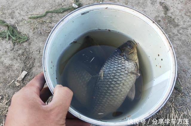 【城市】城市内河,老年人的专属钓场!流水、富养、青苔,比郊外垂钓更难