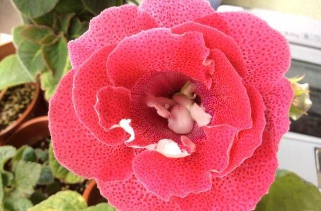  叶子：3种花养起来不花钱，摘片叶子扔盆里就能活，好养易活爆盆简单