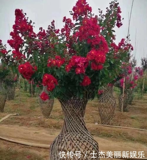 世界:造型紫薇'观音花瓶'开花盛景,真是一花一世界,一岁一枯荣