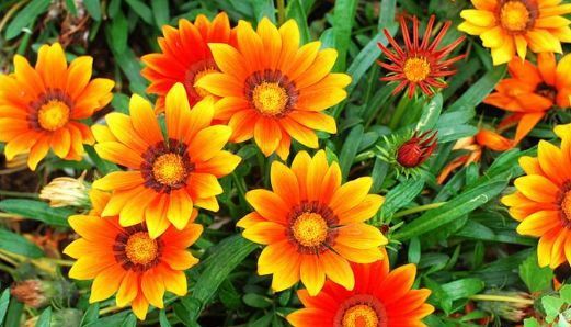  「养不死」懒人都养不死的几朵花，娇憨可爱，好看好养活，次次开花爆盆