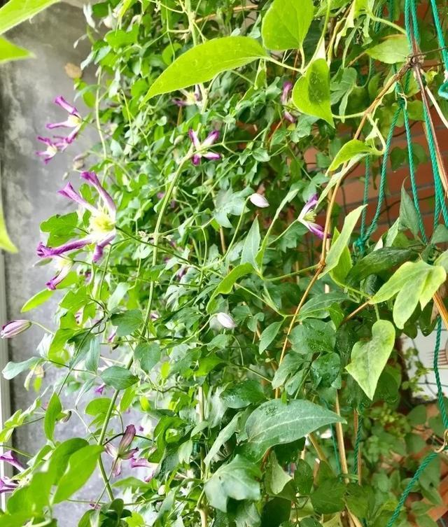  #图片作者#有一颗爱花的心，就算只有个封闭小阳台，也能养出一片花海！