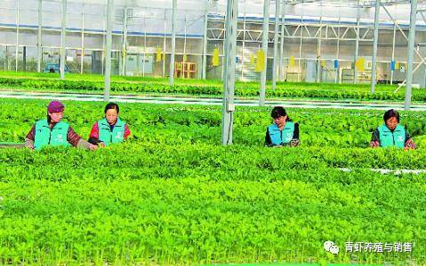 如果你有一份农业创业梦，不妨考虑一下这几种农业创业项目！