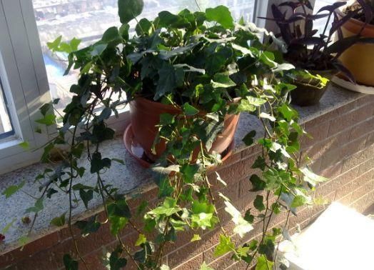  『滴油』这“4种”植物最耐阴，客厅没光也狂长，叶片绿滴油，还能旺运！