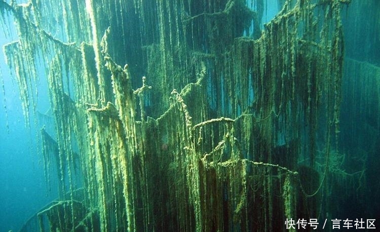 哈萨克斯坦的湖泊水下森林似仙境般美丽