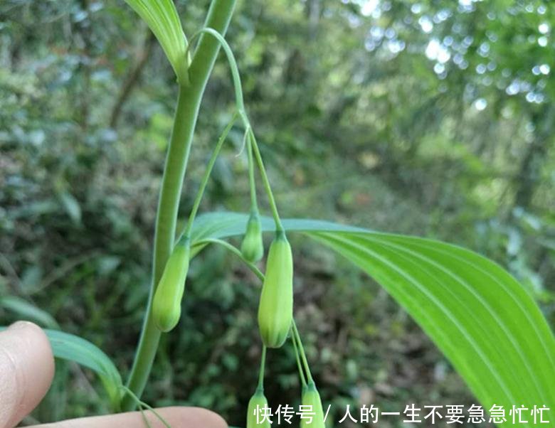 农民深山寻获六件“奇特宝贝”, 看看你能认识几种