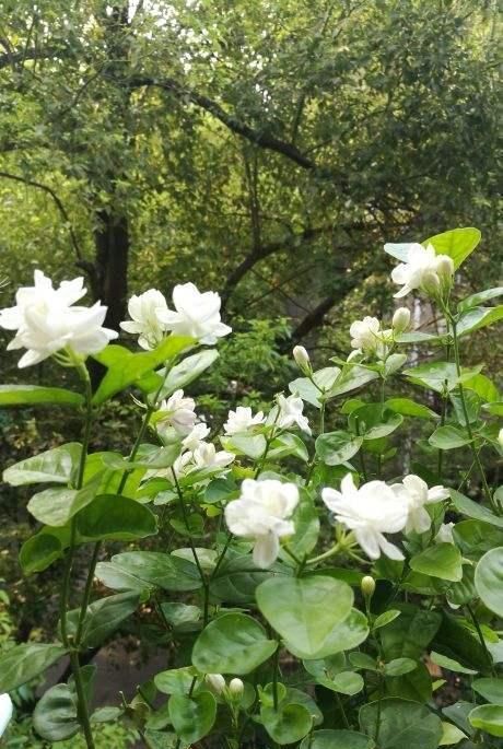  『吸附』这种“吸尘花”适合在客厅里养育，叶子吸附灰尘。房子特别干净
