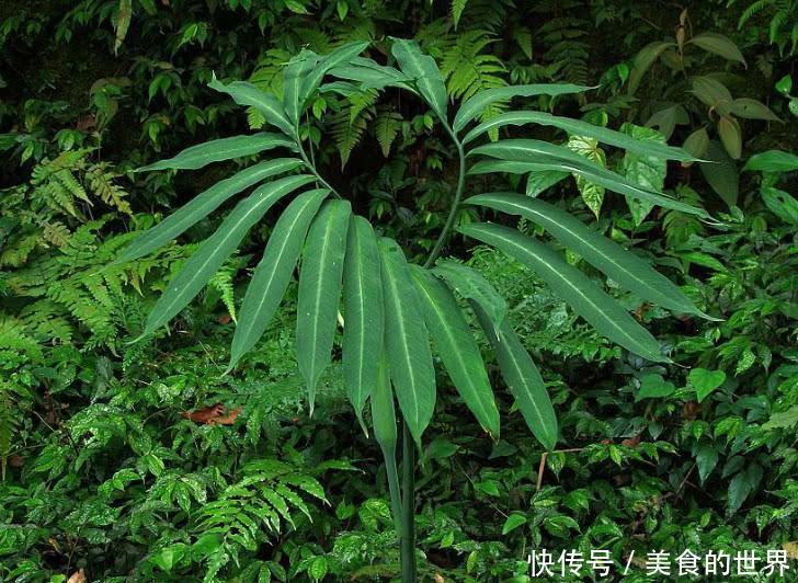 山里这种野草俗称“蛇饭”，小时候看到不敢碰，如今成了种常用药