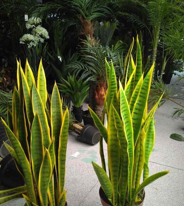 土壤:春天虎皮兰不换盆,小心来年不窜个,肥料再好也没新芽!