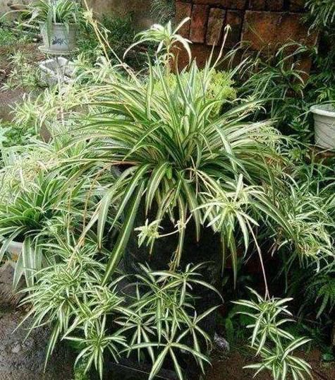 『吸毒草』乡间趣事!这4种花,叶片绿油油,看着就舒心,养家中还能净空气、吸甲醛