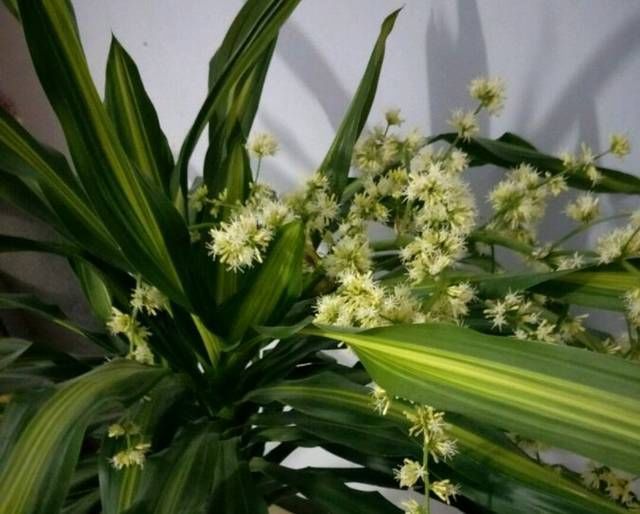 【观叶】观叶植物也门铁你知道多少也门铁怎么扦插繁殖讲讲土培和水培
