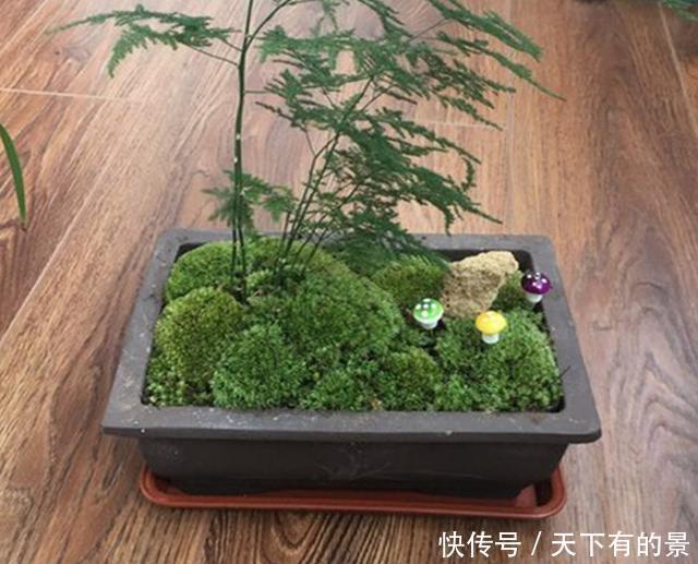 得摸|文竹不能总“苦养”,这4个“窍门”得摸通,才能绿油油、叶不黄