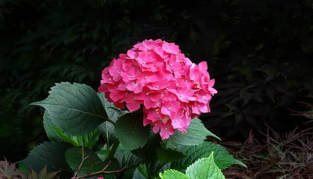  「绣球」绣球花怎么养才能开花 注意这几点绣球花开花更大更漂亮