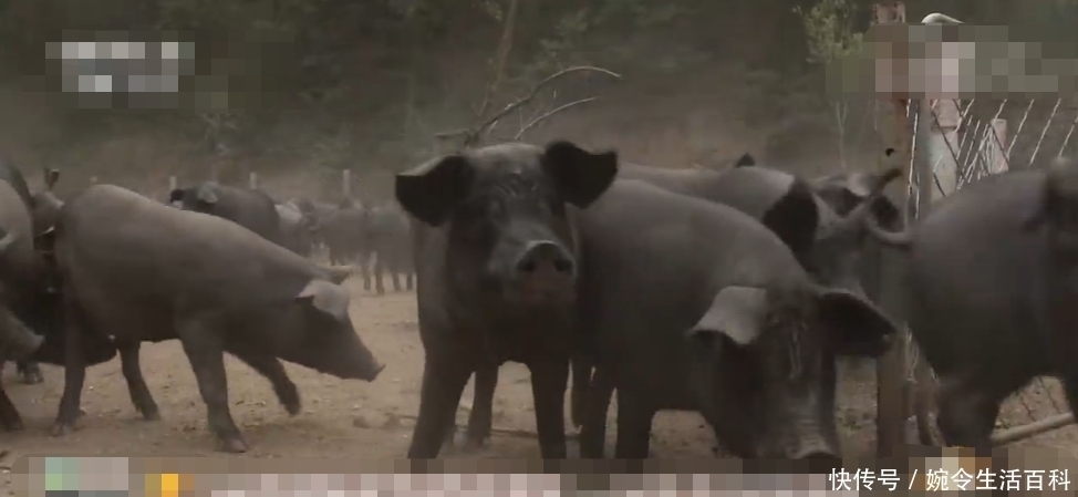  没想到|姐妹俩为帮父亲还债，便决定回家养猪，没想到成功致富，